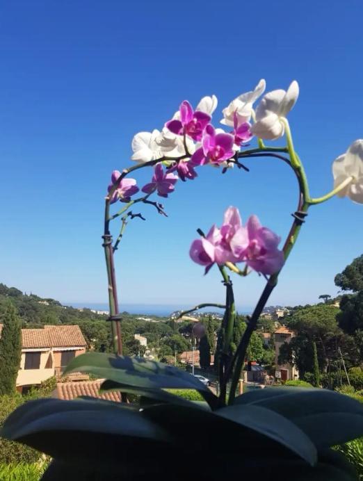 Hameau Du Soleil Daire Cavalaire-sur-Mer Dış mekan fotoğraf